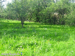 VANZARE TEREN DE CASA BUFTEA DARZA INTRAVILAN - Imagine 3