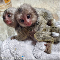 Frumoase maimuțe marmoset disponibile